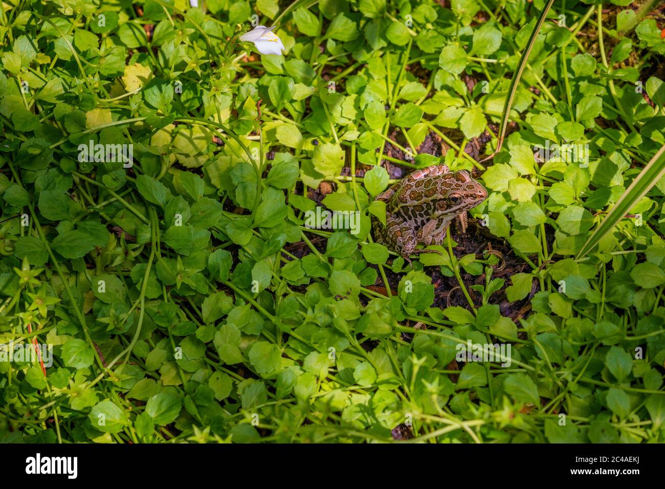 A Prickerel Frog one of 21 species of frogs and toads in Tennessee. Stock Photo