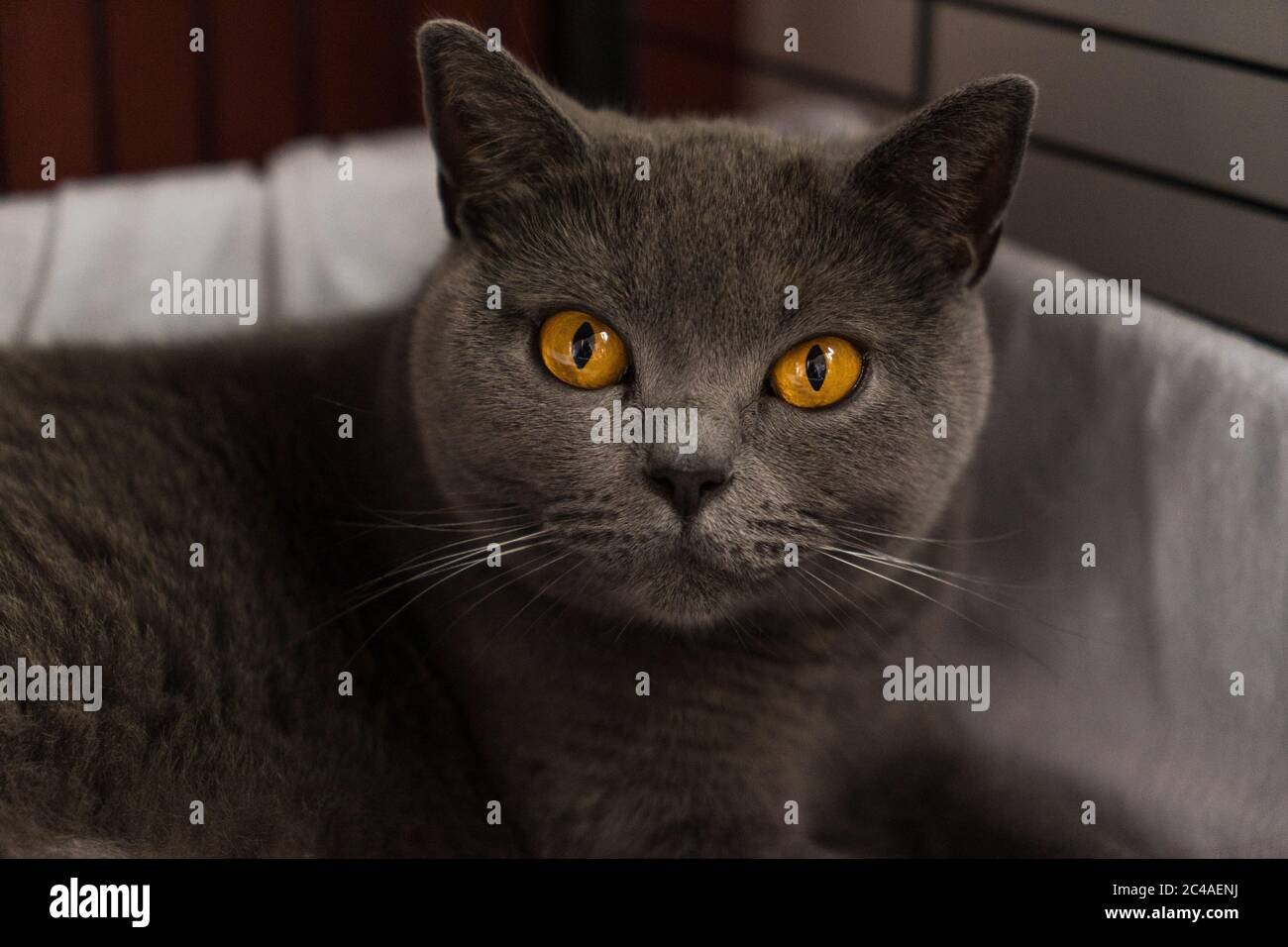 British Shorthair cat in a bench looking at the camera Stock Photo - Alamy