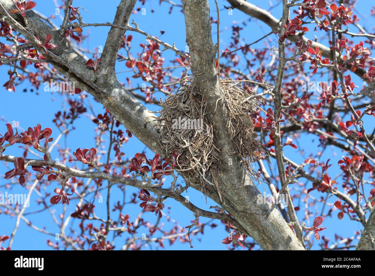 Fire nest hires stock photography and images Alamy