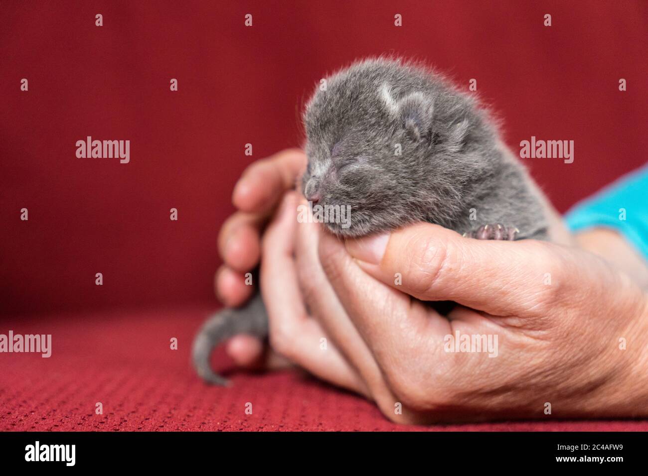 British Shorthair kitten, one or two weeks old, being held in hand with a red back ground Stock Photo