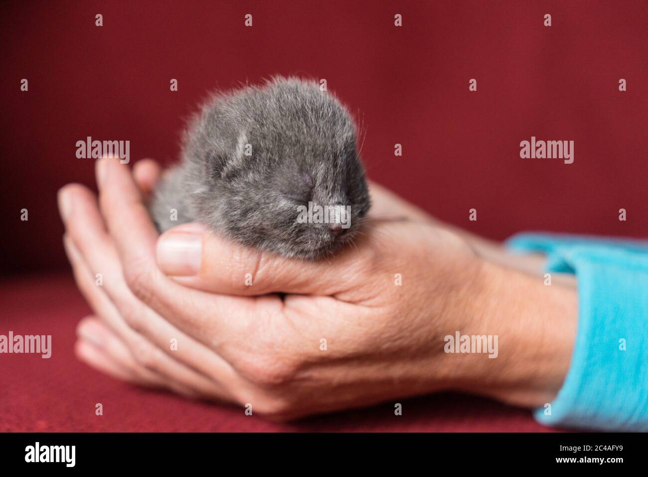 British Shorthair kitten, one or two weeks old, being held in hand with a red back ground Stock Photo