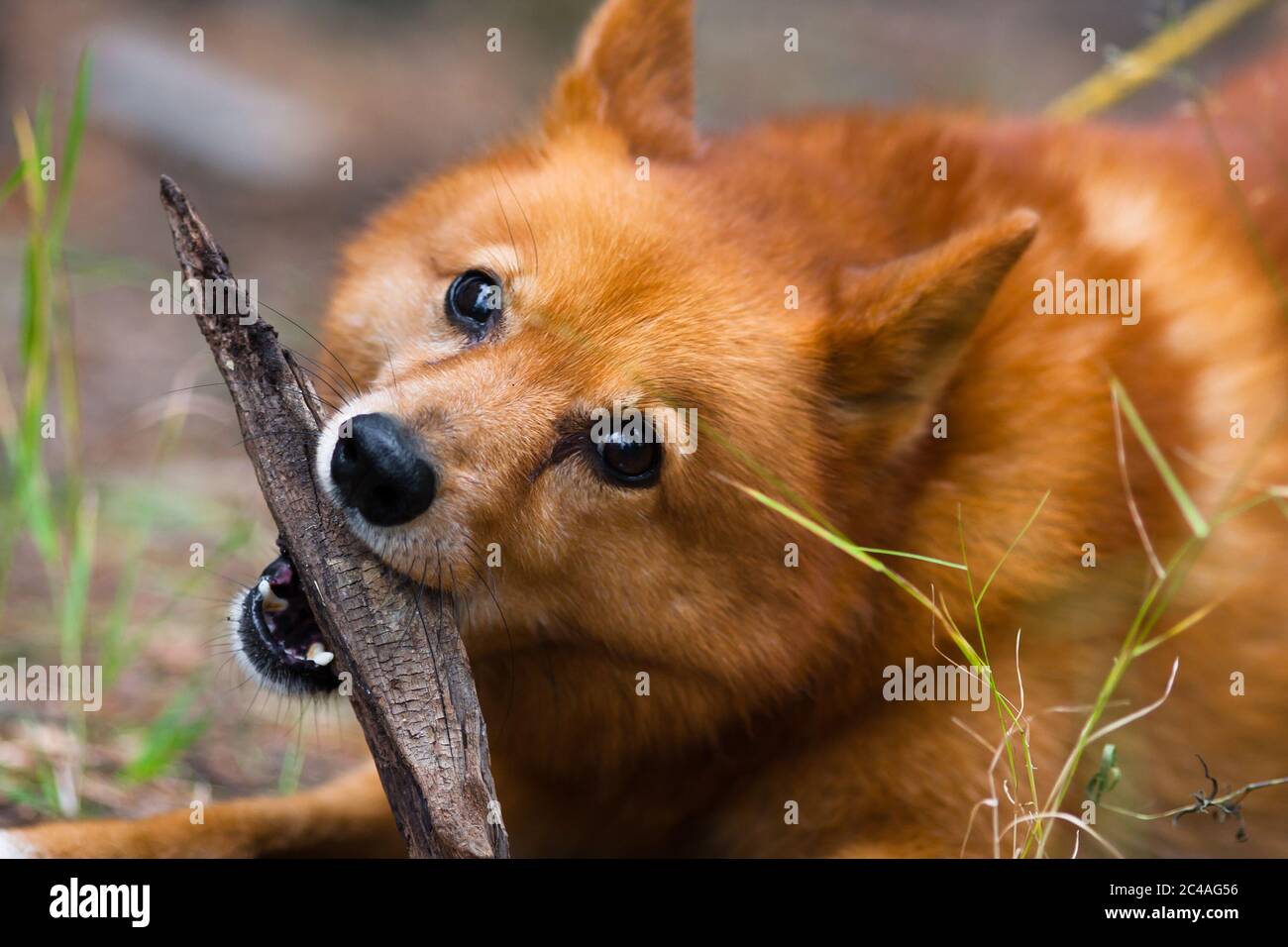 Page 2 Finnish Spitz High Resolution Stock Photography And Images Alamy