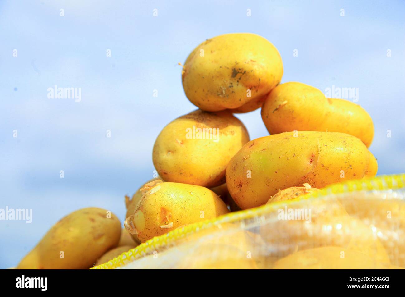 Potatoes in plastic pockets in outdoors Stock Photo Alamy