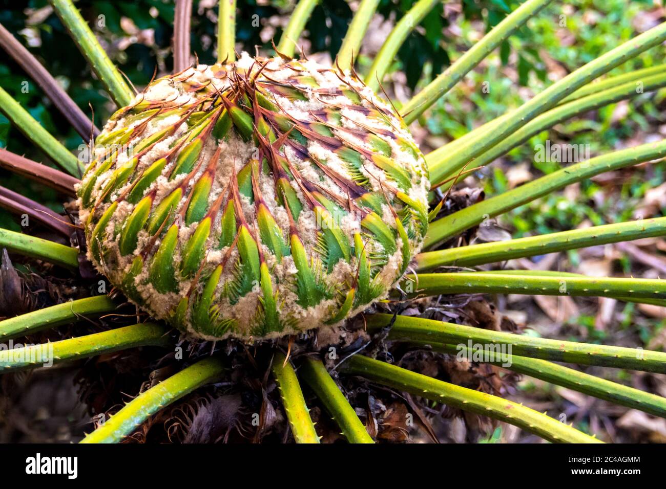 Female cone of Cycas siamensis Miq, The unisexual plant Stock Photo Alamy