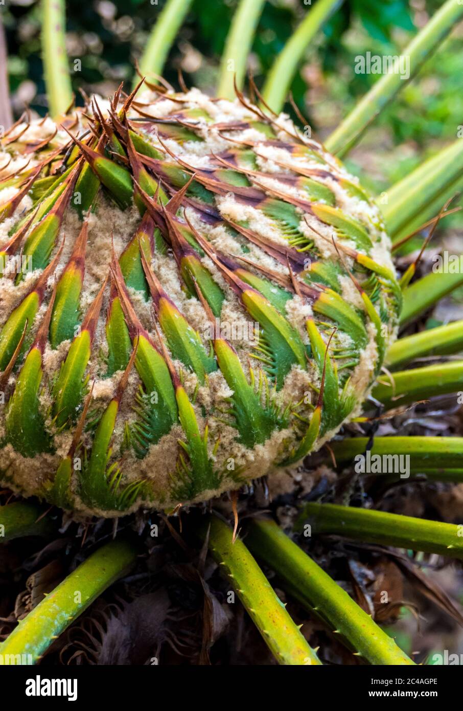 Female cone of Cycas siamensis Miq, The unisexual plant Stock Photo Alamy