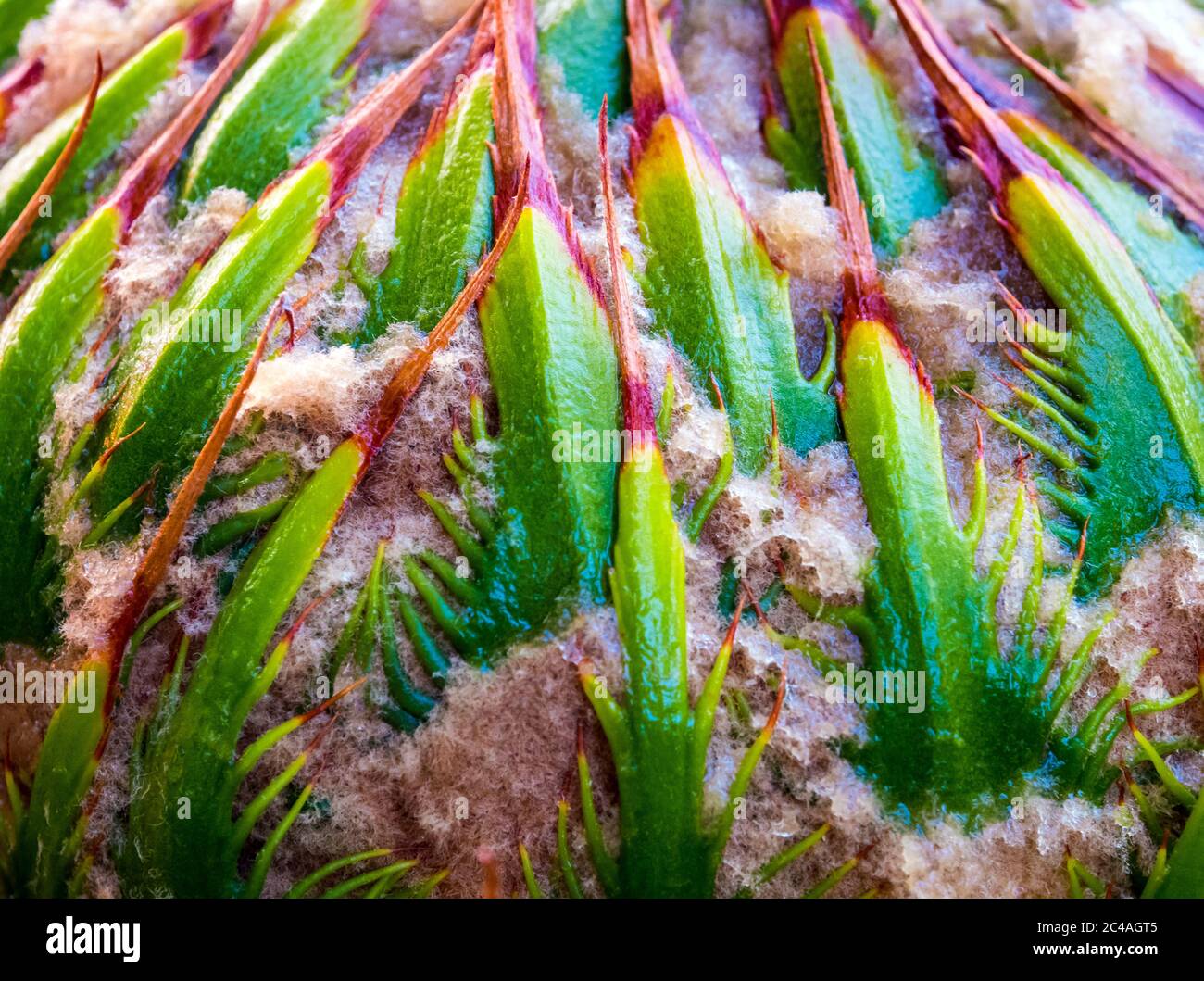 Female cone of Cycas siamensis Miq, The unisexual plant Stock Photo Alamy