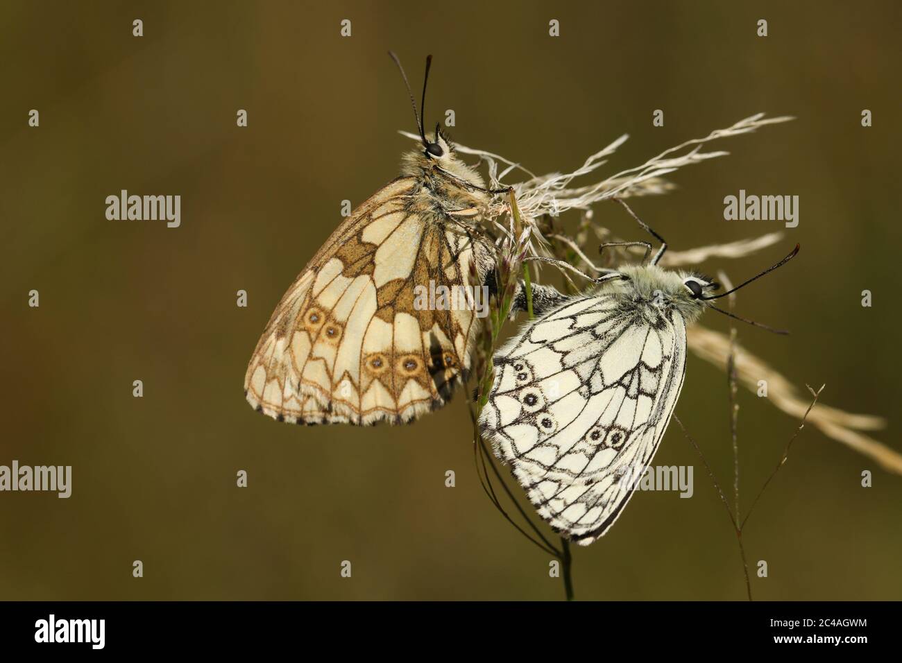 A mating pair of Marbled White Butterfly, Melanargia galathea, perching on grass in a meadow. Stock Photo