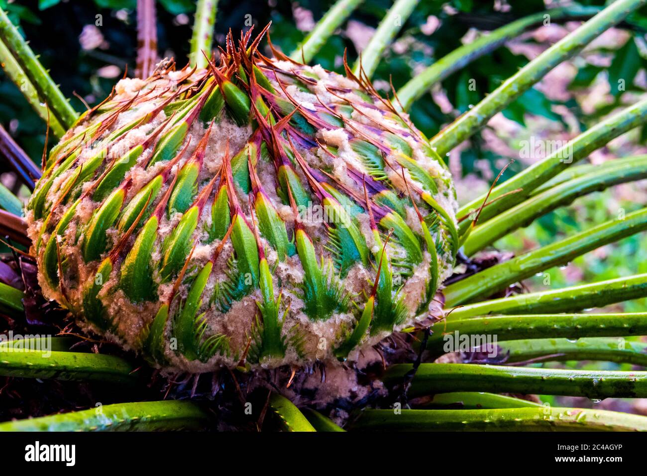 Female cone of Cycas siamensis Miq, The unisexual plant Stock Photo Alamy