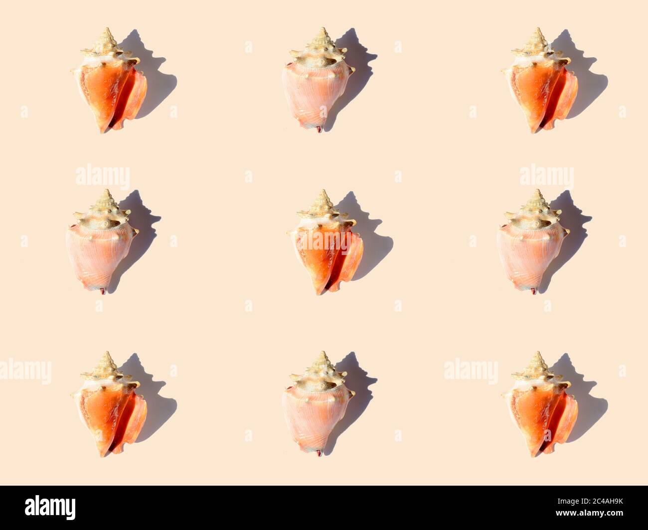 Sea shells pattern on a orange back ground Stock Photo - Alamy