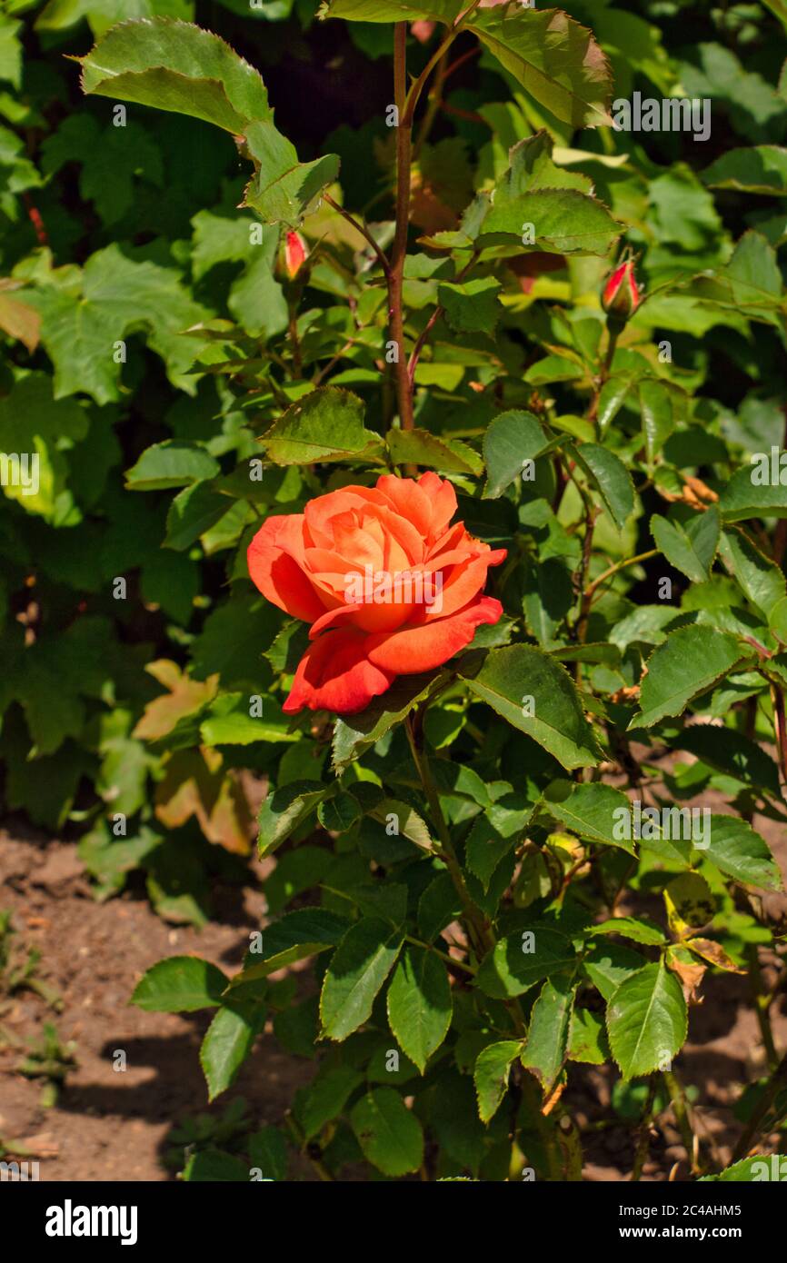 Super trouper rose Stock Photo - Alamy