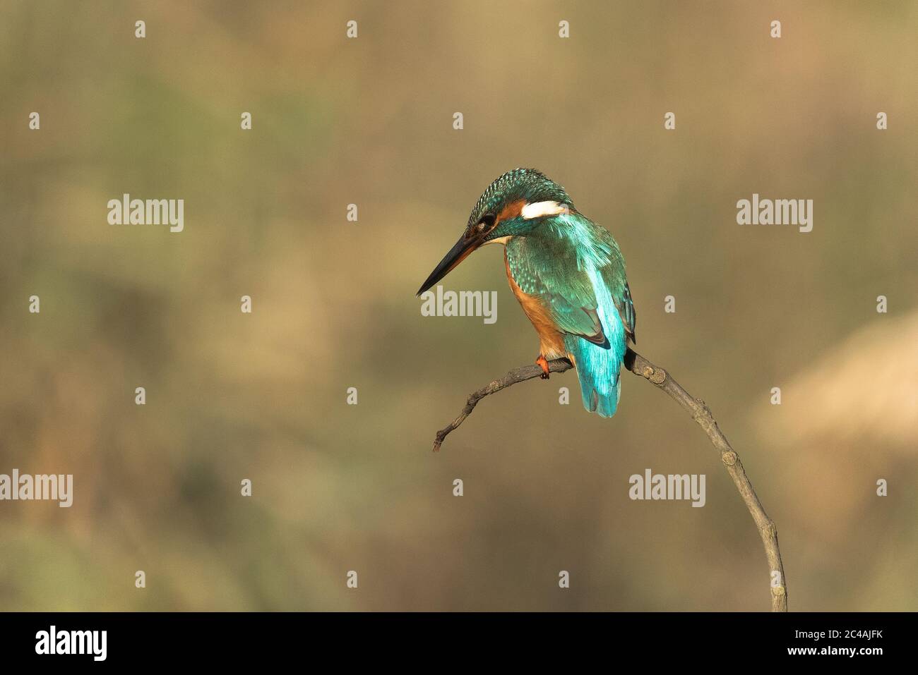 Common kingfisher,Alcedo atthis known as Blue Lightning, beginning day searching food (catching fish) at São Domingos river banks.Peniche. Portugal. Stock Photo