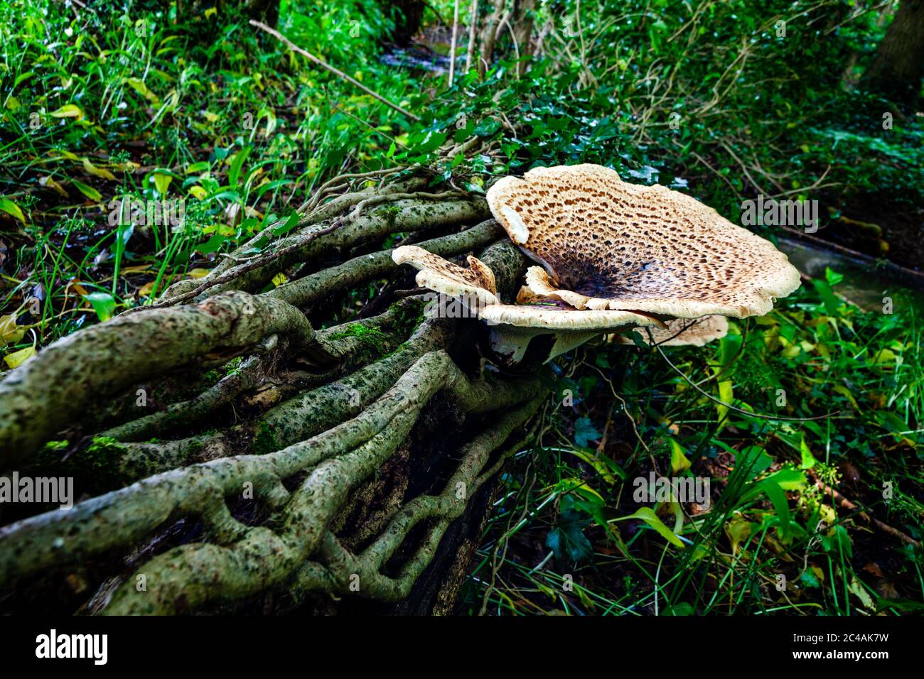 Fungi on tree roots hires stock photography and images Alamy