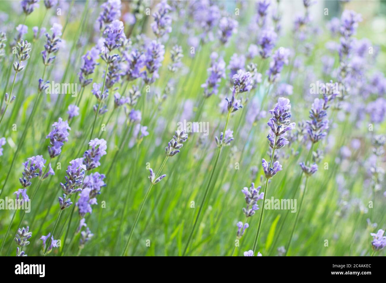 English lavender 'Hidcote' (Lavandula angustifolia 'Hidcote' Stock