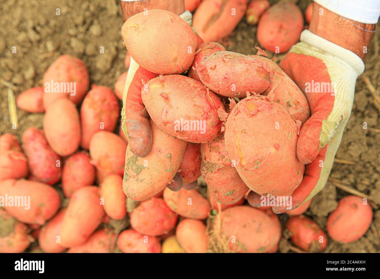 Demonstrating red potato harvest in the farmland Stock Photo Alamy