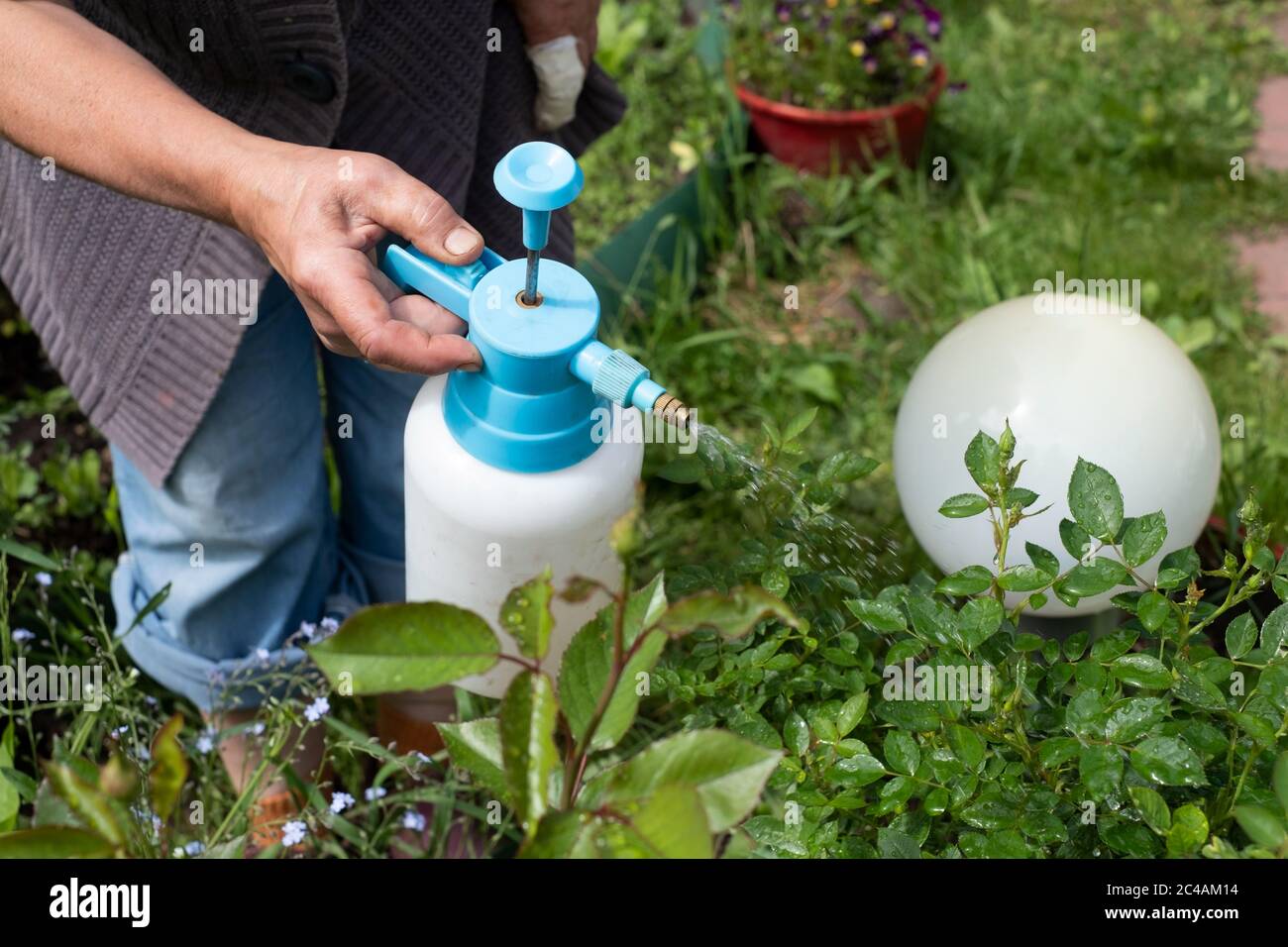 Protecting plant from bugs and insects with pressure sprayer Stock