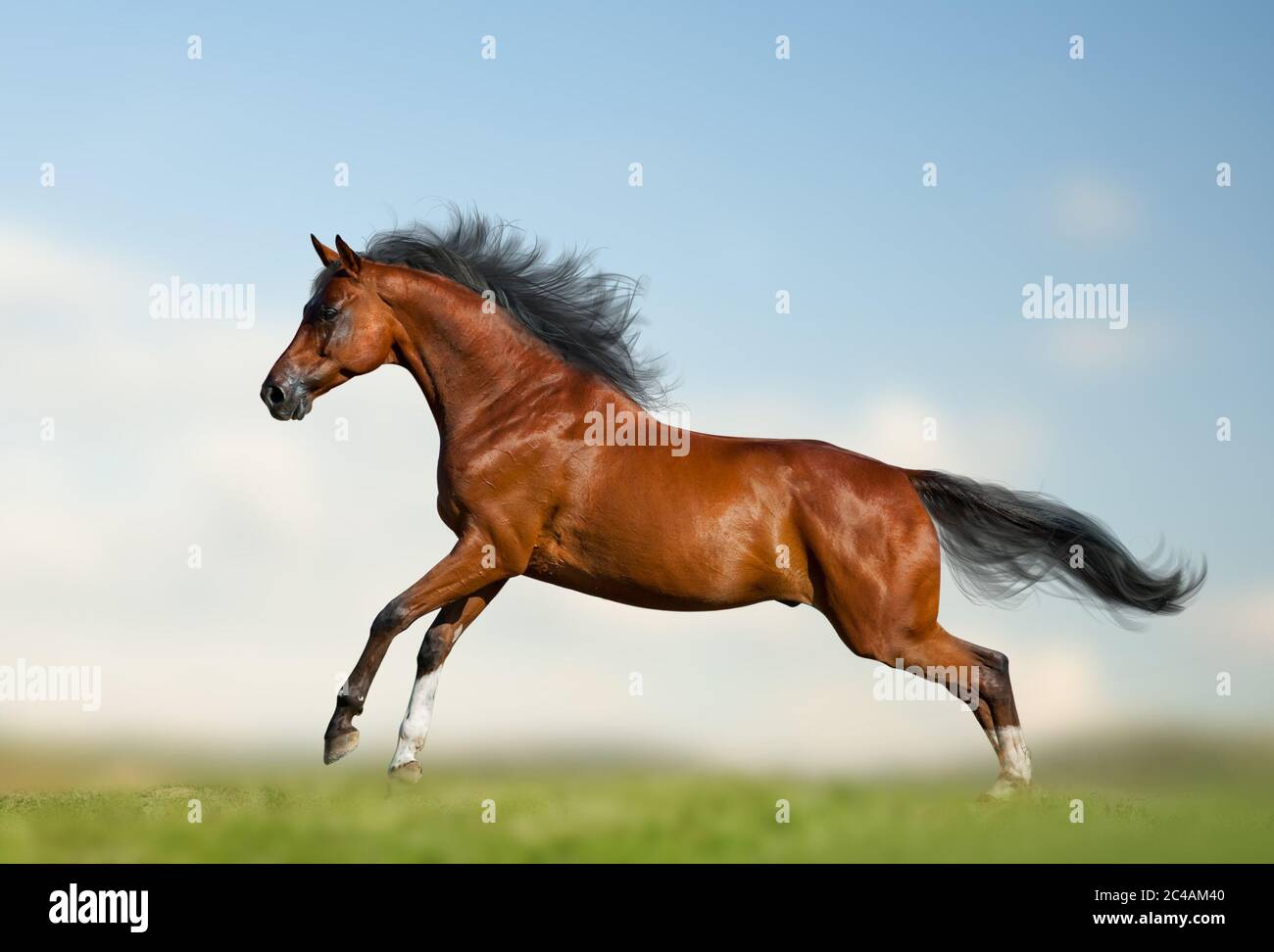 Beautiful bay horse running gallop on the wild. Bay stallion running on nature. Purebred saddle horse on freedom Stock Photo