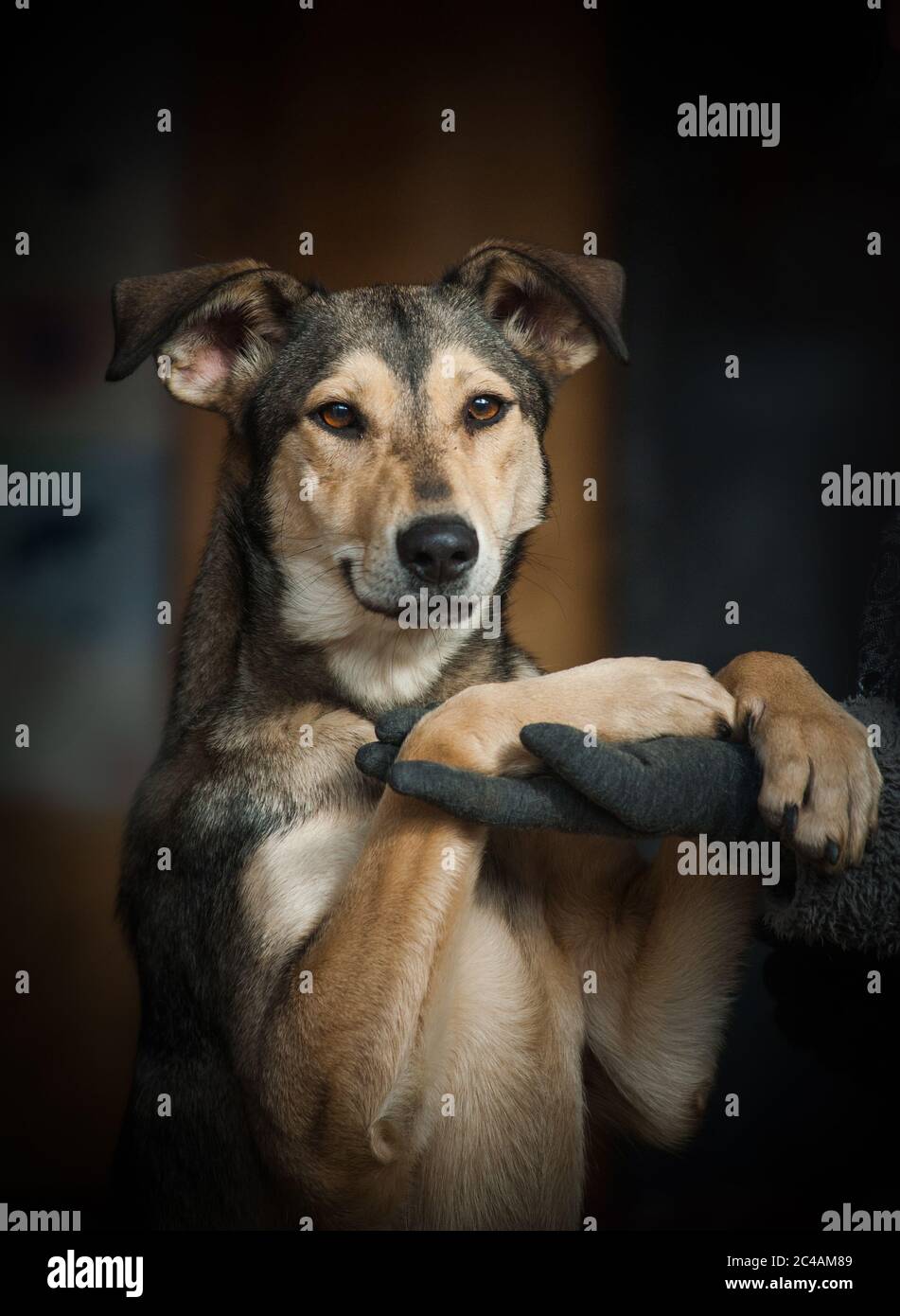 Concept: Cute friendly looking smiling stray dog looking at camera. Portrait of a mixed-breed dog with human. Dog in shelter Stock Photo