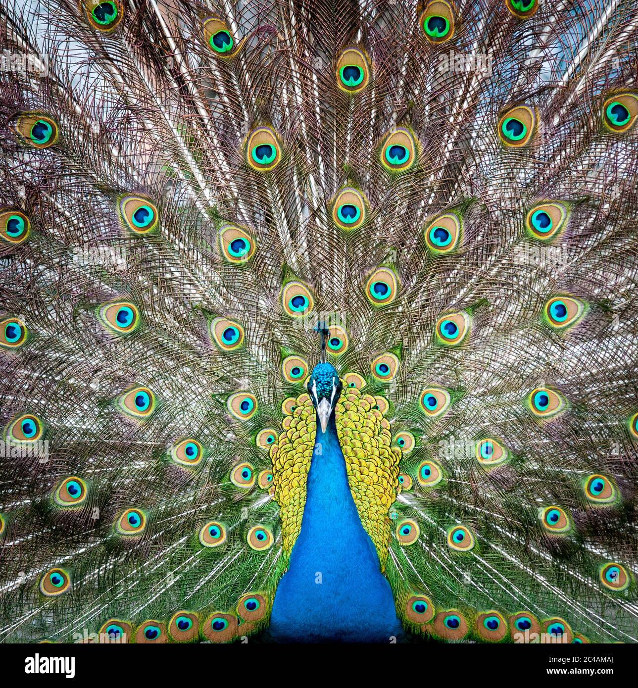 Peacock male front vew showing his beautiful plumage Stock Photo