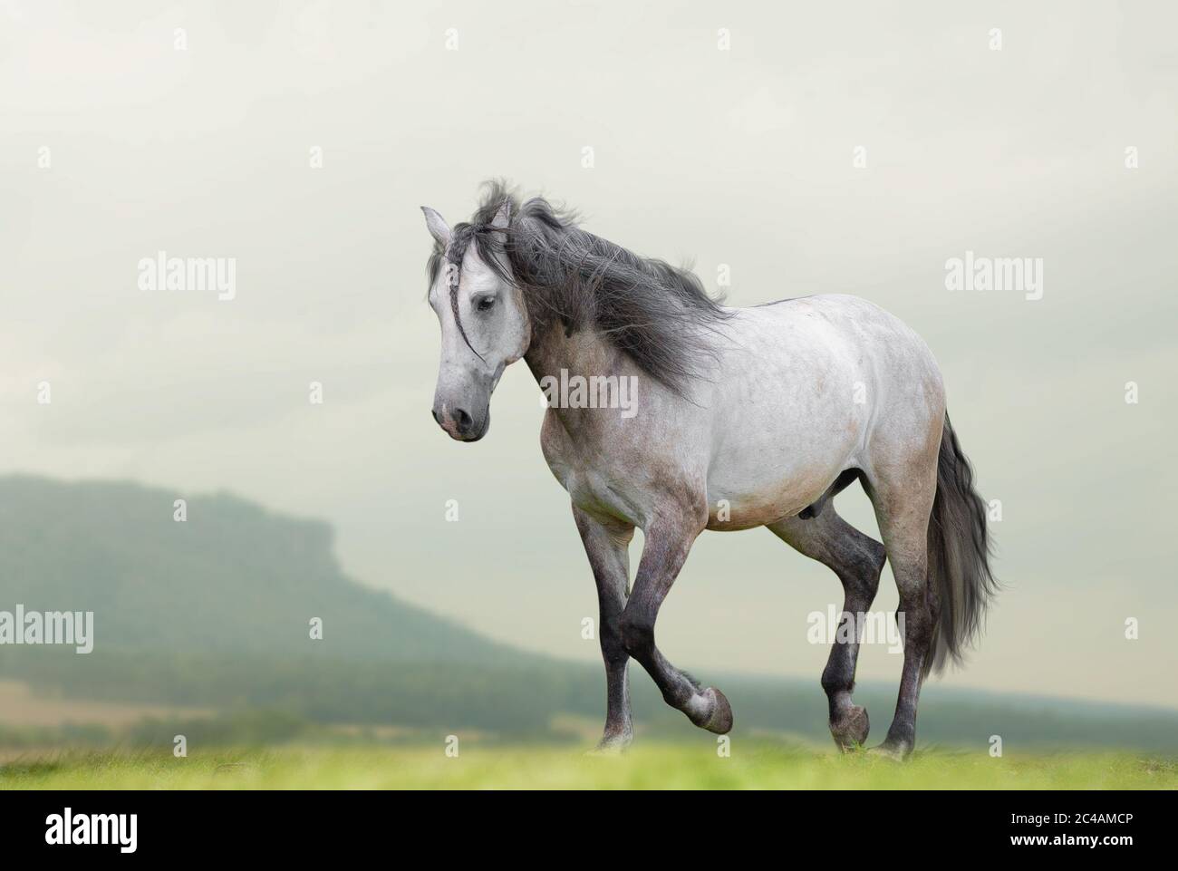 Beautiful lusitano horse waling on freedom on nature. Mountains, fields on a background, wild prairies Stock Photo