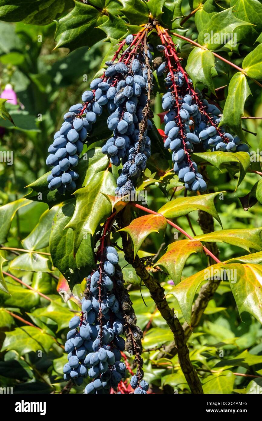 Leatherleaf Mahonia Berberis bealei blue berries Stock Photo