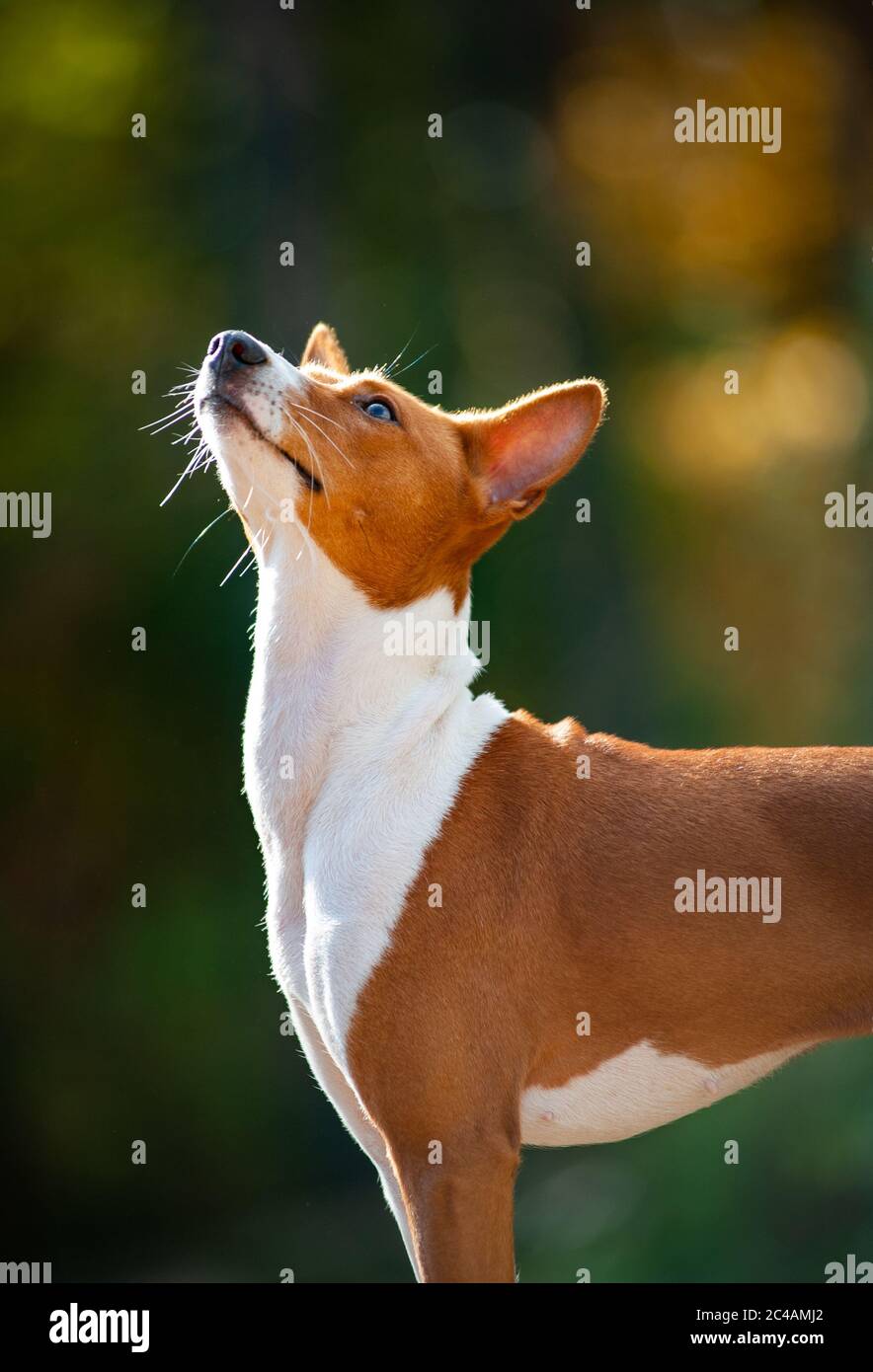 Cute basenji dog is looking up. Companion dog looking at owner. Dog in contour sunset light. Basenji kongo terrier, african dog Stock Photo