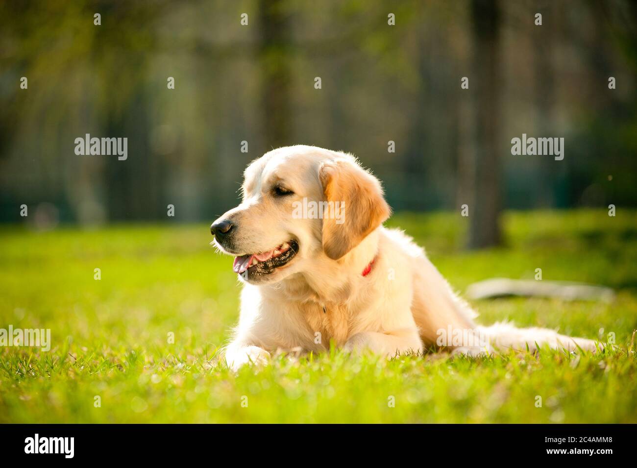 Young golden retriever dog laying on a grass, in summer Stock Photo