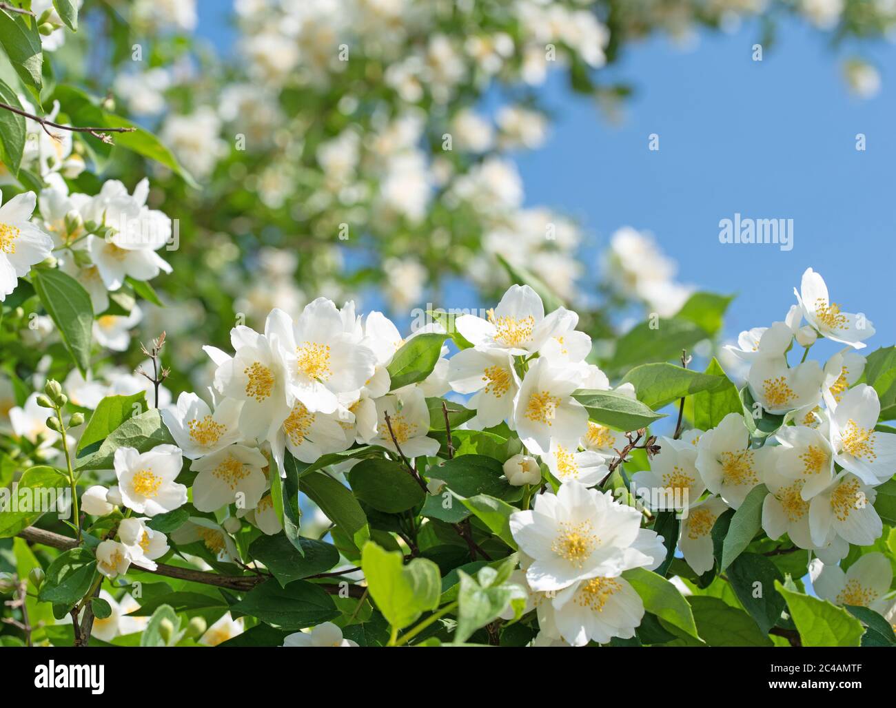 Flowering European pipe shrub, Philadelphus coronarius Stock Photo