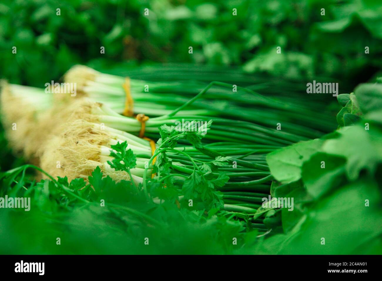 Green onion bunches across other herbs Stock Photo - Alamy