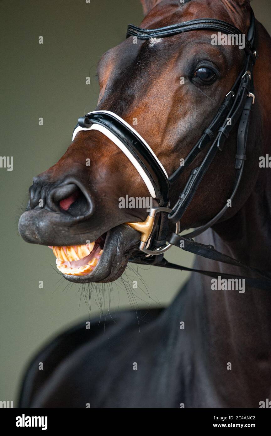Horse in briddle smiling, close up portrait Stock Photo