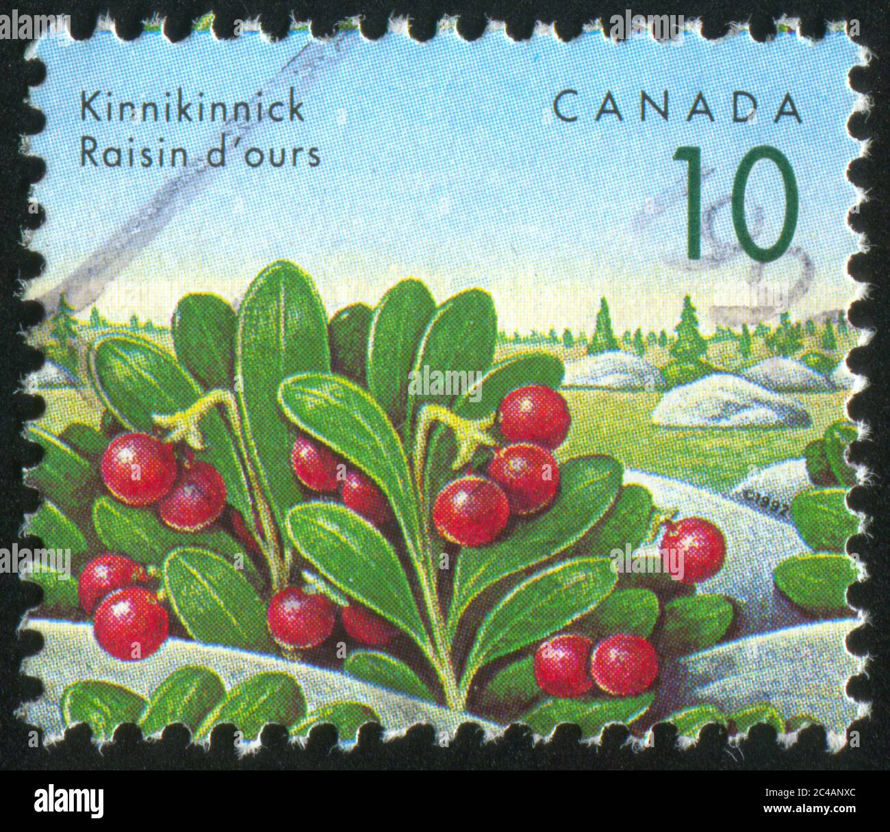 CANADA - CIRCA 1991: stamp printed by Canada, shows Kinnikinnick, circa 1991 Stock Photo