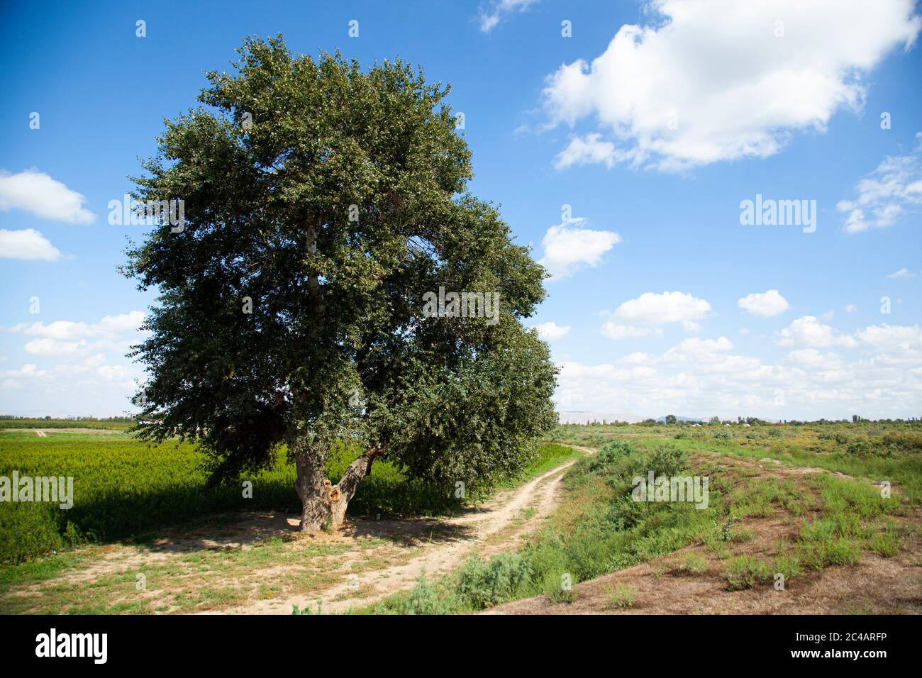 A green tree in the green fields under blue sky Stock Photo - Alamy