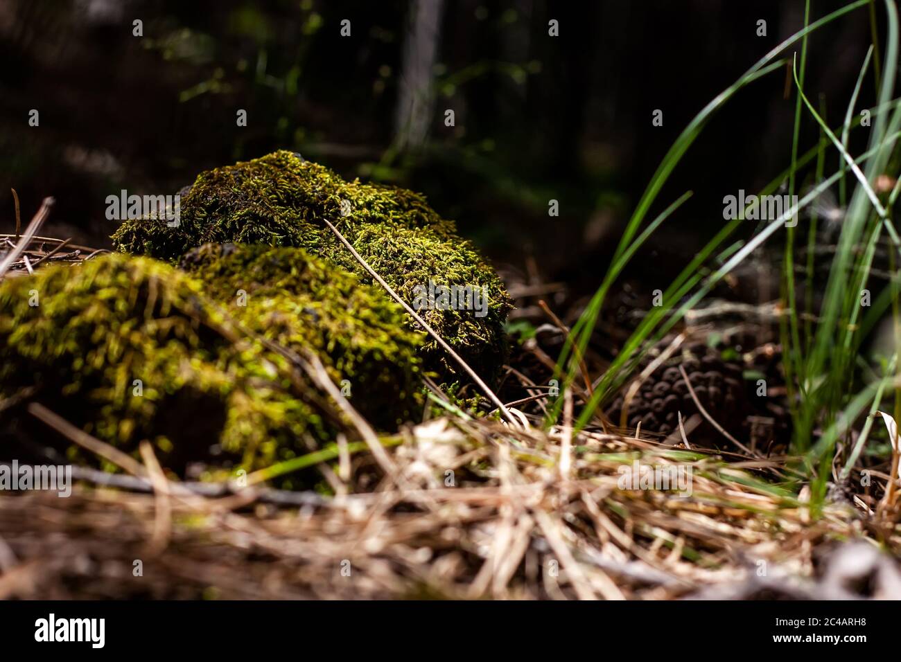 Beautiful green moss on the rough stones in the forest. Natural moss texture background for wallpaper. Selective focus Stock Photo