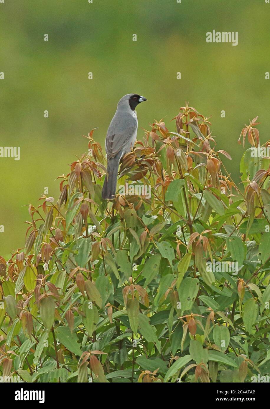 Black-faced Tanager  (Schistochlamys melanopis aterrima) adult perched on top of bush  San Jose del Guaviare, Colombia           November Stock Photo