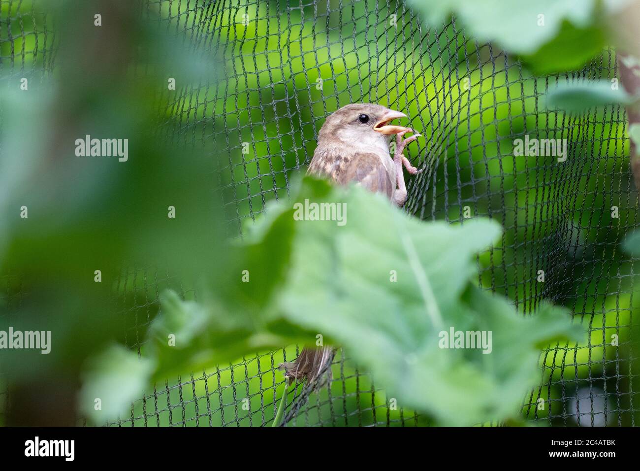 Anti bird netting hi res stock photography and images Alamy