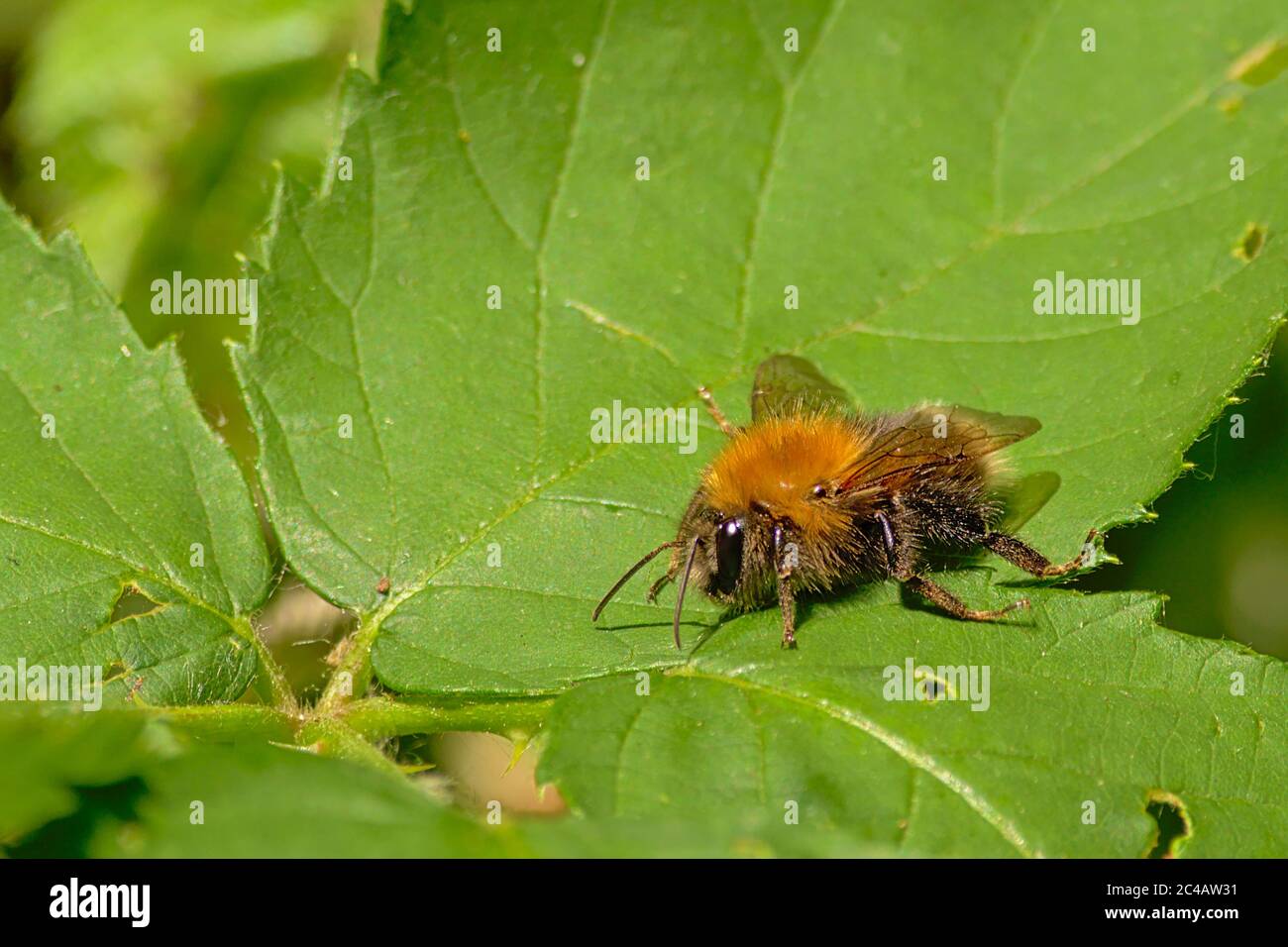 Tree bumble bee sitting on a green leaf, selective focus - Bombus hypnorum Stock Photo