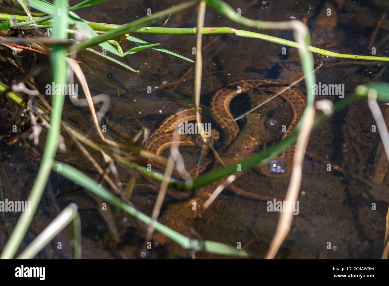 Wandering gartersnake (Thamnophis elegans vagrans) from Jefferson County, Colorado, USA. Stock Photo
