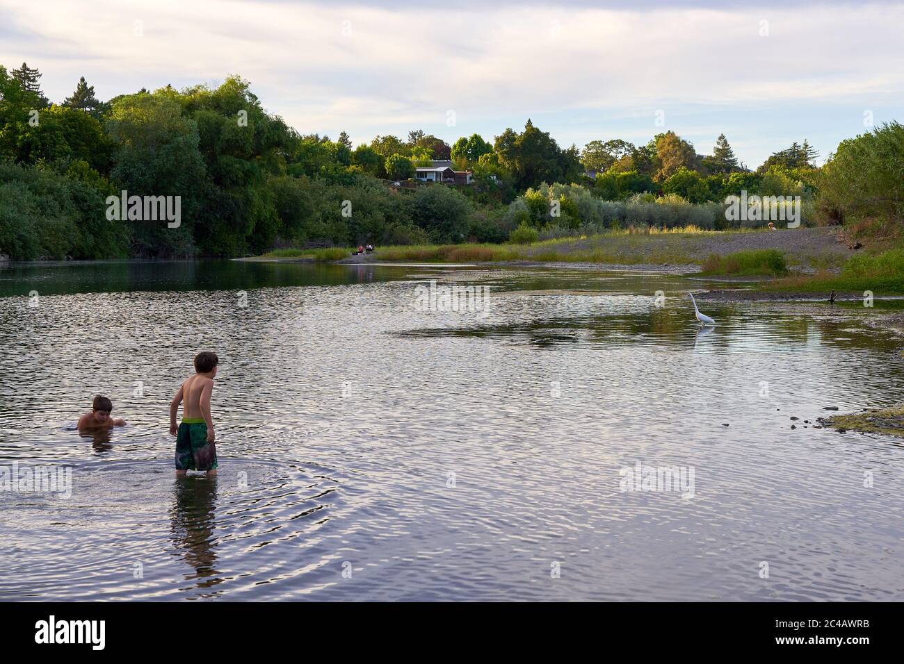 Two young brothers wade in the Russian River with a white egret