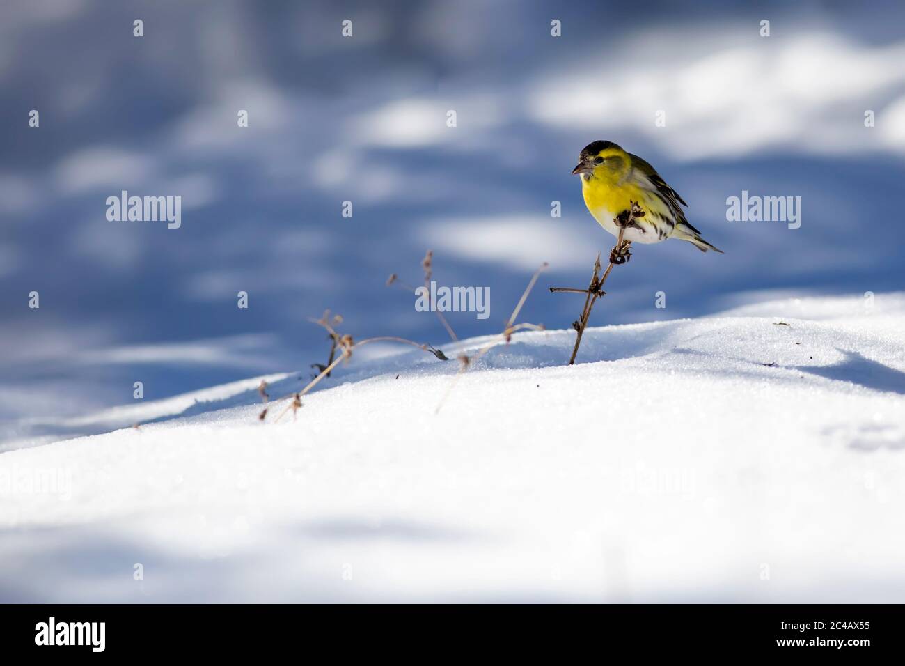 Winter and cute bird. Winter nature background. Bird: Eurasian Siskin. Spinus spinus. Stock Photo