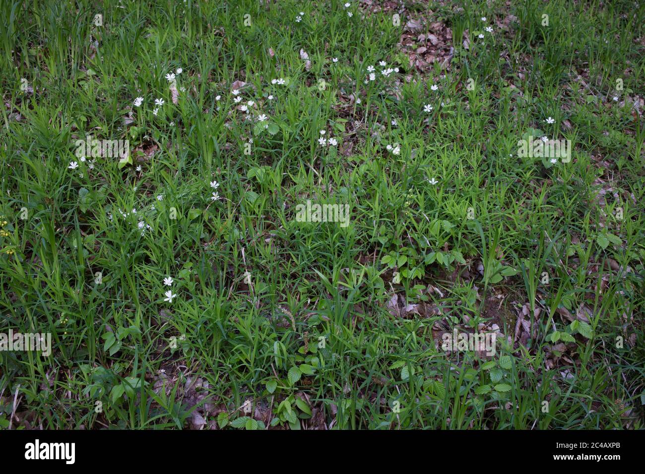 Beautiful summer meadow. Many white daisies in top view of meadow, several Bird's-eye Speedwell also visible. Bellis perennis and Veronica chamaedrys. Stock Photo