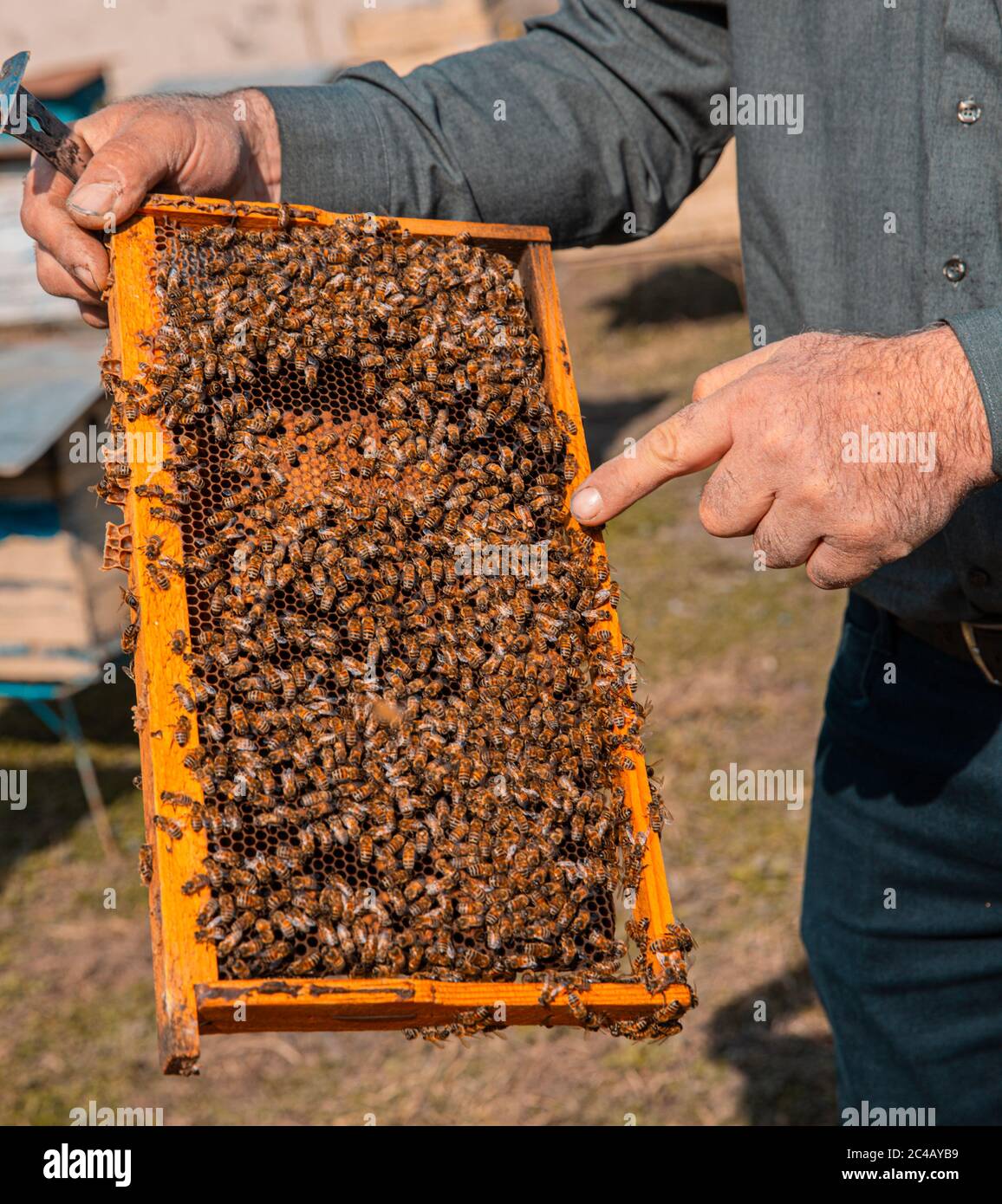 A beekeeper demonstrating beehive with lots of honey bees Stock Photo