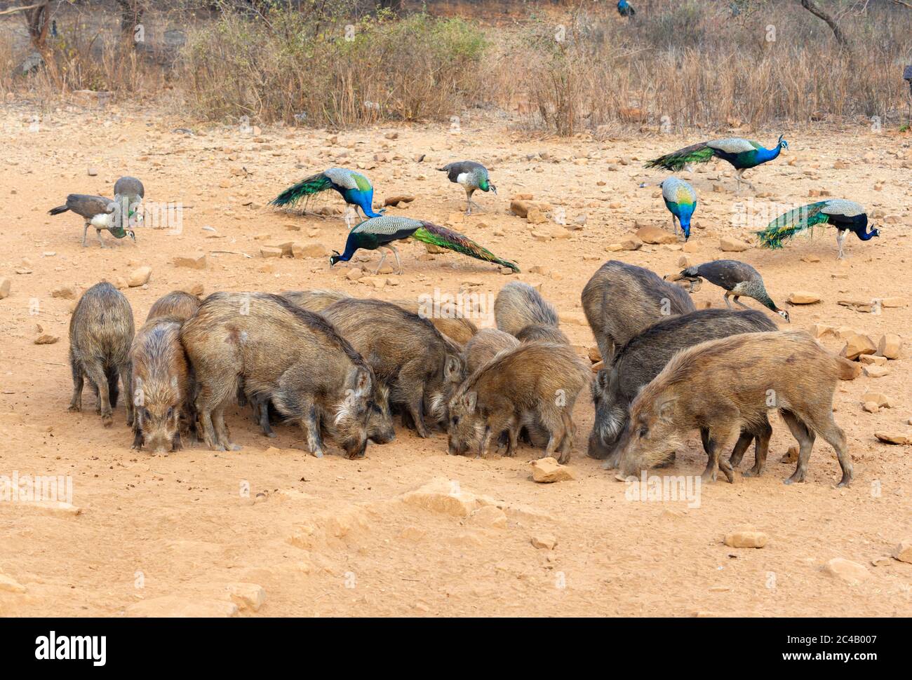 Wild Boar (Sus scrofa) and Peacocks (Pavo cristatus) in Ranthambore National Park, Rajasthan, India Stock Photo