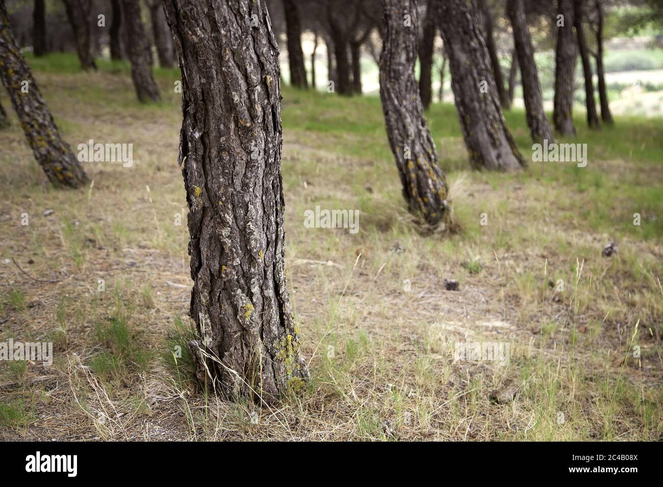 Lush forest with trees, detail of nature and freedom, natural beauty Stock Photo