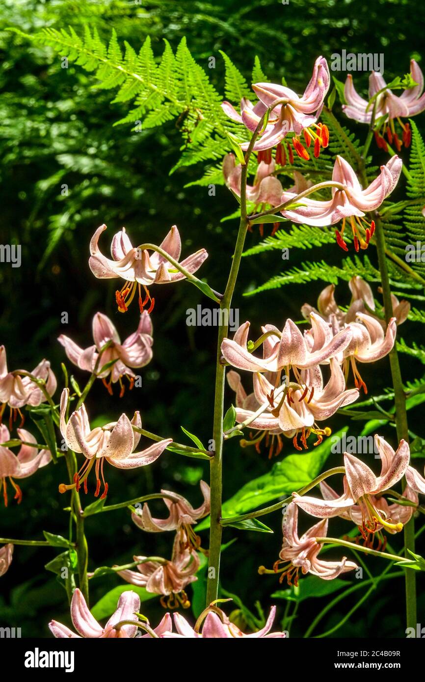 Lilium martagon 'Pink Morning' Turk's Cap Lily fern Stock Photo