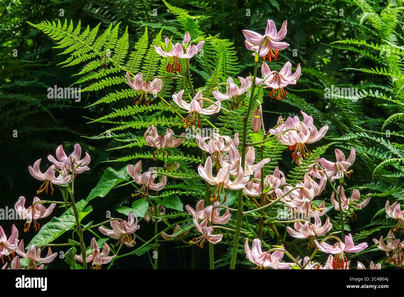 Lilium martagon 'Pink Morning' Turk's Cap Lily fern Stock Photo