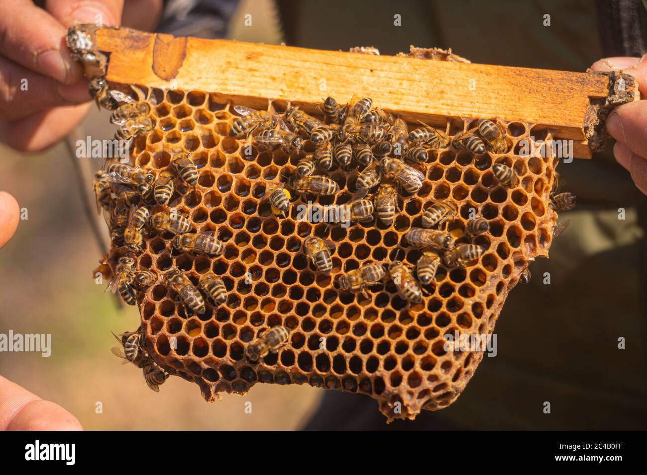 Honey bees walking on the beehive Stock Photo Alamy