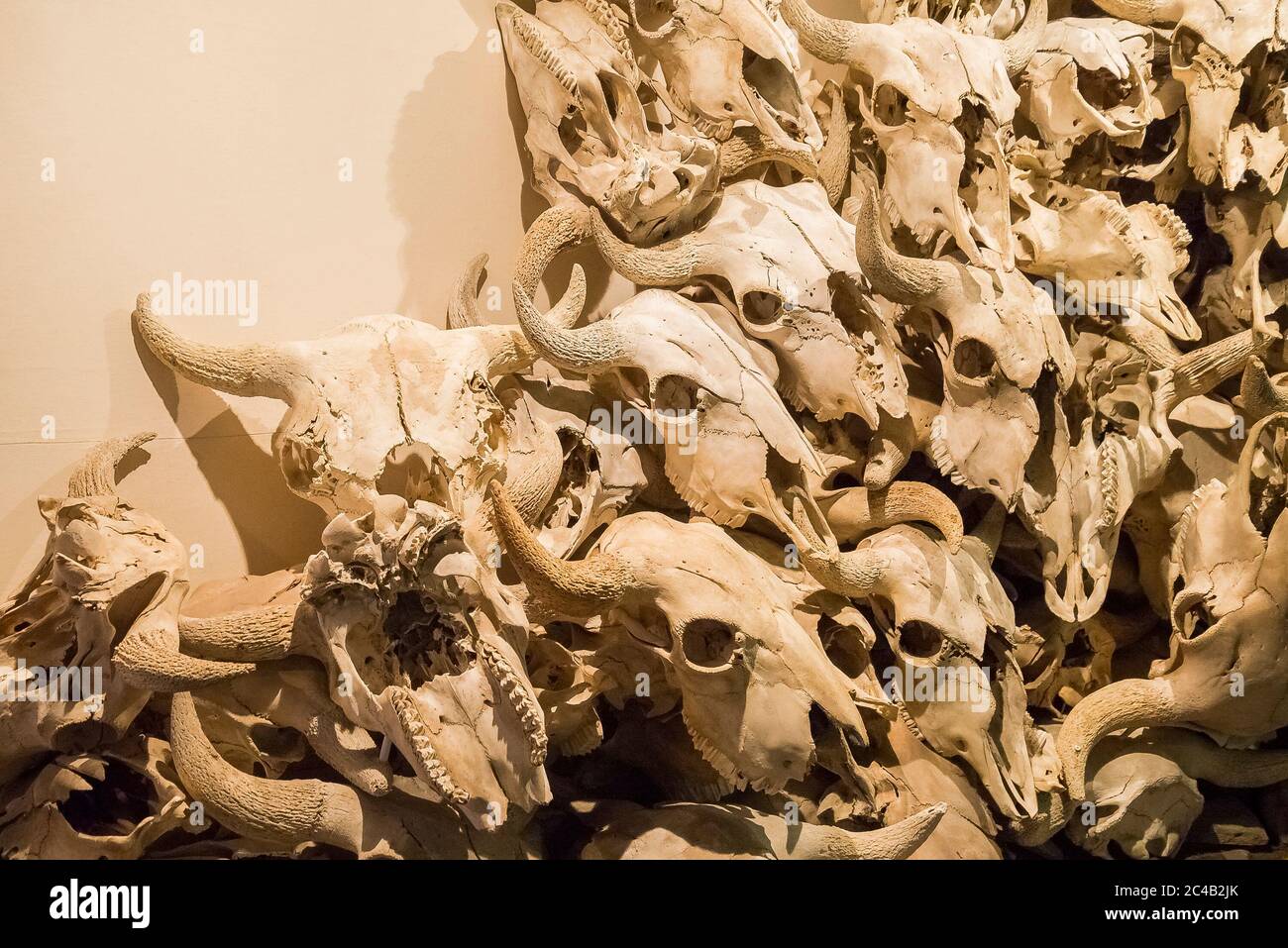 bison-skulls-head-smashed-in-buffalo-jump-near-fort-macleod-alberta-canada-2C4B2JK.jpg