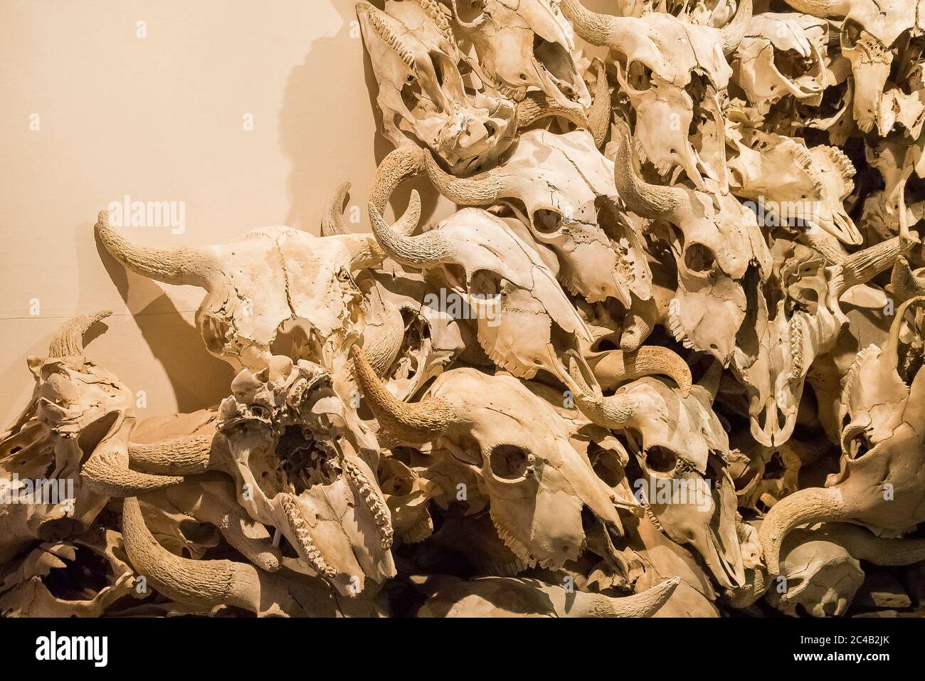 Bison skulls hi-res stock photography and images - Alamy