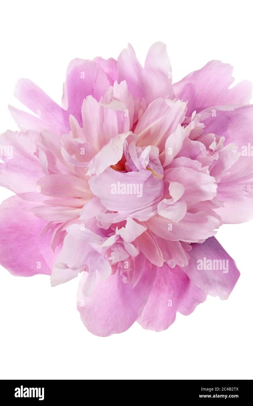 Pink Flowered Bomb Type Peony On A White Background Stock Photo Alamy