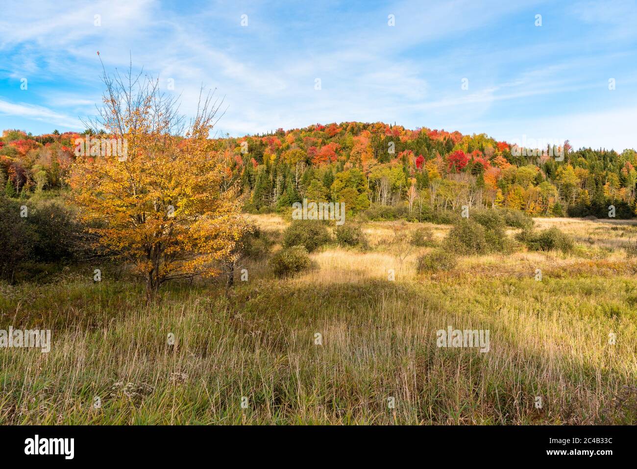 Hill covered in thick forest at the peak of fall foliage in the countryside of Vermont and clear sky at sunset Stock Photo