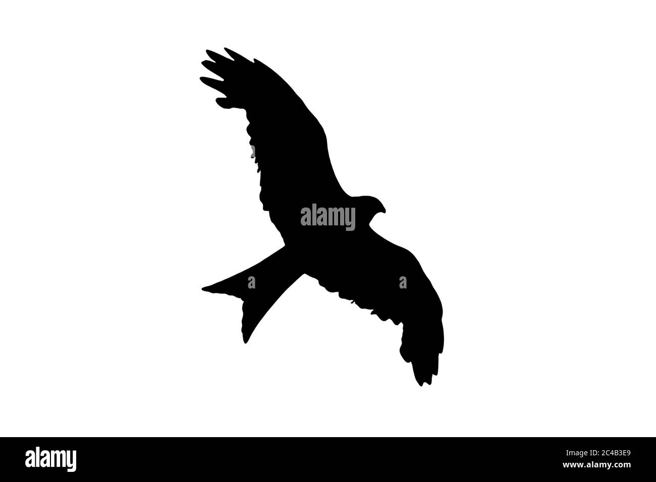 Red Kite rapture black silhouette cut out and isolated on a white background Stock Photo